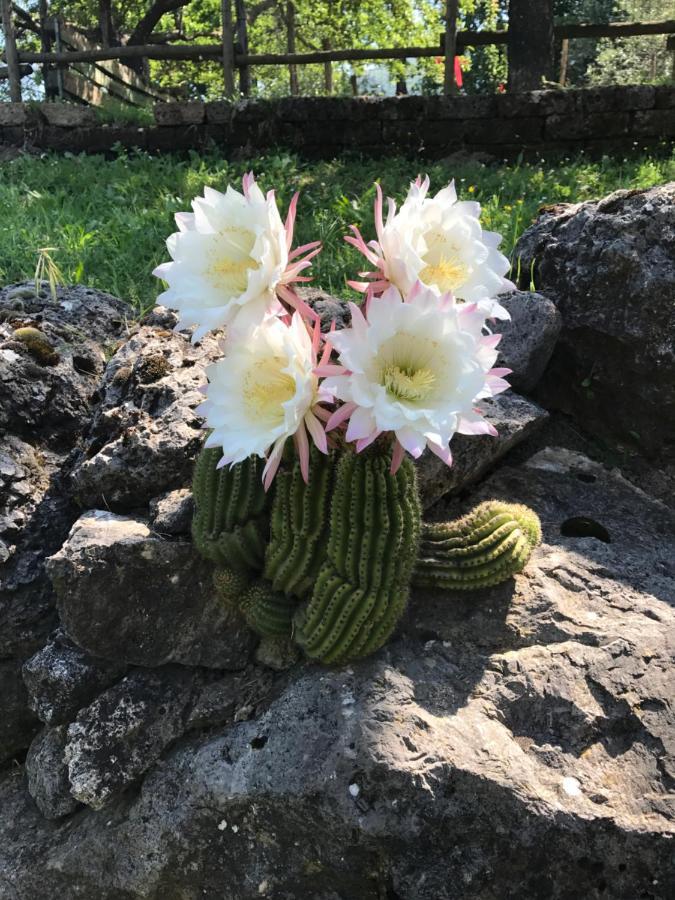 Santo Stefano del Sole Agriturismo A Casa Di Susanna מראה חיצוני תמונה